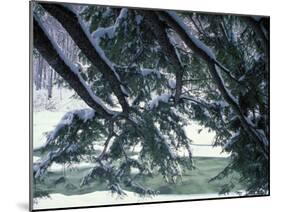 Snow and Eastern Hemlock, New Hampshire, USA-Jerry & Marcy Monkman-Mounted Photographic Print