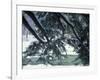 Snow and Eastern Hemlock, New Hampshire, USA-Jerry & Marcy Monkman-Framed Photographic Print