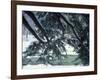 Snow and Eastern Hemlock, New Hampshire, USA-Jerry & Marcy Monkman-Framed Photographic Print