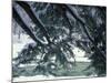 Snow and Eastern Hemlock, New Hampshire, USA-Jerry & Marcy Monkman-Mounted Photographic Print