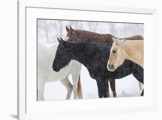 Snow and horses, Hideout Ranch, Shell, Wyoming.-Darrell Gulin-Framed Photographic Print