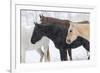 Snow and horses, Hideout Ranch, Shell, Wyoming.-Darrell Gulin-Framed Photographic Print