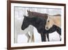 Snow and horses, Hideout Ranch, Shell, Wyoming.-Darrell Gulin-Framed Photographic Print