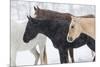 Snow and horses, Hideout Ranch, Shell, Wyoming.-Darrell Gulin-Mounted Photographic Print
