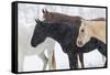 Snow and horses, Hideout Ranch, Shell, Wyoming.-Darrell Gulin-Framed Stretched Canvas