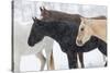 Snow and horses, Hideout Ranch, Shell, Wyoming.-Darrell Gulin-Stretched Canvas