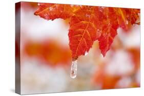 Snow and Ice on an Autumn Vine Maple-Craig Tuttle-Stretched Canvas