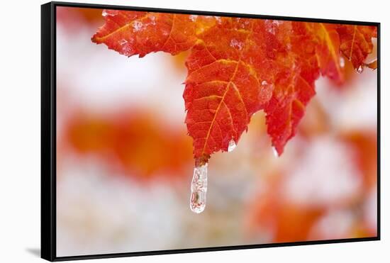 Snow and Ice on an Autumn Vine Maple-Craig Tuttle-Framed Stretched Canvas