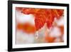 Snow and Ice on an Autumn Vine Maple-Craig Tuttle-Framed Photographic Print