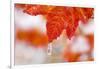 Snow and Ice on an Autumn Vine Maple-Craig Tuttle-Framed Photographic Print