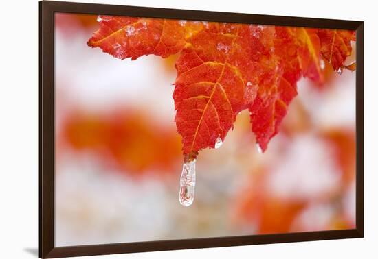 Snow and Ice on an Autumn Vine Maple-Craig Tuttle-Framed Photographic Print