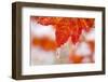 Snow and Ice on an Autumn Vine Maple-Craig Tuttle-Framed Photographic Print