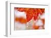 Snow and Ice on an Autumn Vine Maple-Craig Tuttle-Framed Photographic Print