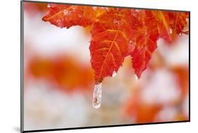Snow and Ice on an Autumn Vine Maple-Craig Tuttle-Mounted Photographic Print