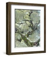 Snow and Moss on Live Oak Tree in Cuyamama Rancho State Park, California, USA-Christopher Talbot Frank-Framed Photographic Print