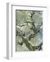 Snow and Moss on Live Oak Tree in Cuyamama Rancho State Park, California, USA-Christopher Talbot Frank-Framed Photographic Print