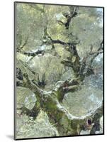 Snow and Moss on Live Oak Tree in Cuyamama Rancho State Park, California, USA-Christopher Talbot Frank-Mounted Photographic Print