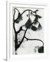 Snow and Plant, 1963-Brett Weston-Framed Photographic Print