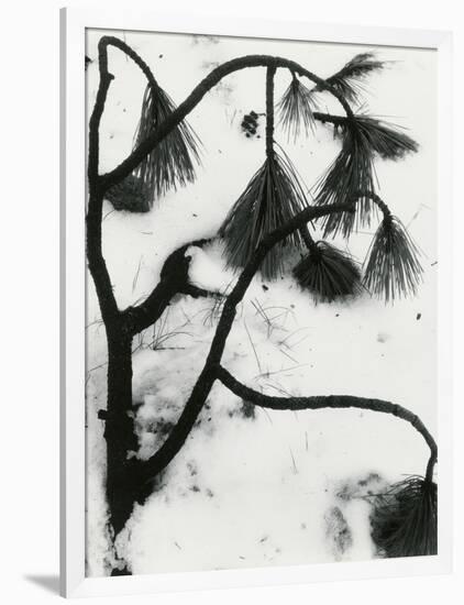 Snow and Plant, 1963-Brett Weston-Framed Photographic Print