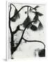 Snow and Plant, 1963-Brett Weston-Framed Photographic Print