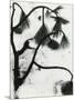 Snow and Plant, 1963-Brett Weston-Mounted Photographic Print