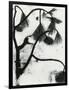 Snow and Plant, 1963-Brett Weston-Framed Photographic Print