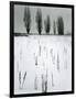 Snow and Trees, Mono Lake, California, c. 1960-Brett Weston-Framed Photographic Print