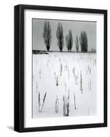 Snow and Trees, Mono Lake, California, c. 1960-Brett Weston-Framed Photographic Print