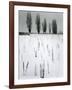 Snow and Trees, Mono Lake, California, c. 1960-Brett Weston-Framed Photographic Print