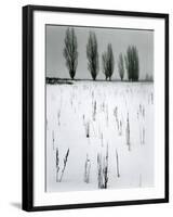 Snow and Trees, Mono Lake, California, c. 1960-Brett Weston-Framed Photographic Print