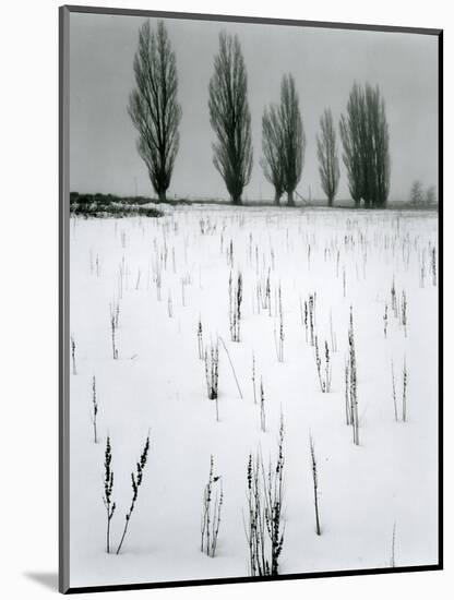 Snow and Trees, Mono Lake, California, c. 1960-Brett Weston-Mounted Photographic Print