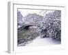 Snow at Bow Bridge in Central Park-Alan Schein-Framed Premium Photographic Print