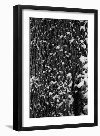 Snow Bark-Craig Howarth-Framed Photographic Print