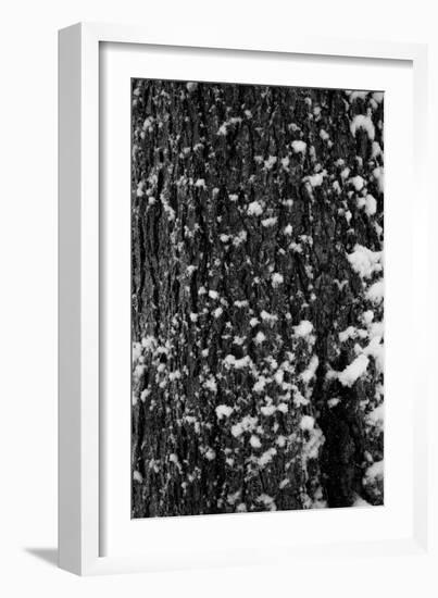 Snow Bark-Craig Howarth-Framed Photographic Print