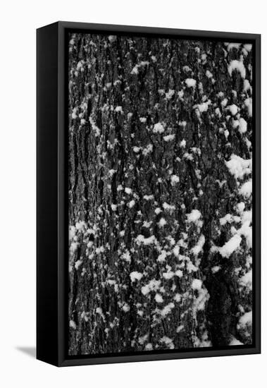 Snow Bark-Craig Howarth-Framed Stretched Canvas