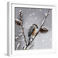 Snow Bird-Marcus Prime-Framed Art Print