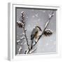 Snow Bird-Marcus Prime-Framed Art Print