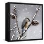 Snow Bird-Marcus Prime-Framed Stretched Canvas