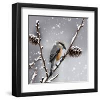 Snow Bird-Marcus Prime-Framed Art Print
