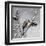 Snow Bird-Marcus Prime-Framed Art Print