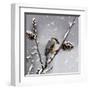 Snow Bird-Marcus Prime-Framed Art Print