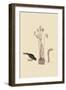 Snow Bird-Mark Catesby-Framed Art Print