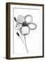 Snow Blossom 1-Filippo Ioco-Framed Art Print