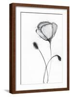 Snow Blossom 2-Filippo Ioco-Framed Art Print