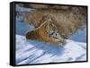 Snow Break-Graeme Stevenson-Framed Stretched Canvas