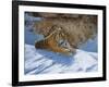 Snow Break-Graeme Stevenson-Framed Giclee Print