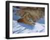 Snow Break-Graeme Stevenson-Framed Giclee Print