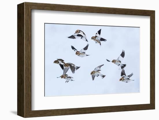 Snow bunting flock in flight, brown feathers visible, Iceland-Konrad Wothe-Framed Photographic Print