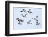 Snow bunting flock in flight, brown feathers visible, Iceland-Konrad Wothe-Framed Photographic Print