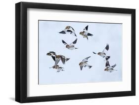 Snow bunting flock in flight, brown feathers visible, Iceland-Konrad Wothe-Framed Photographic Print